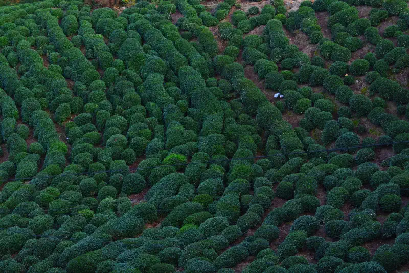 Tea Fields