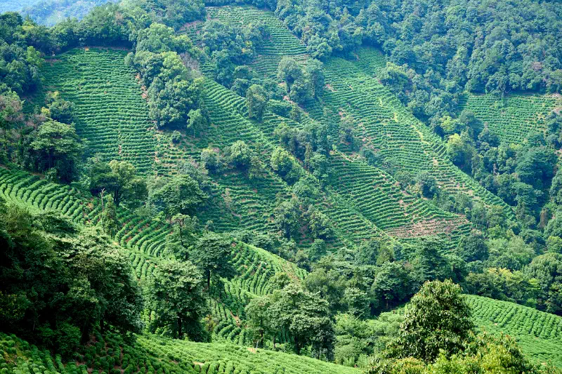 Tea Terraces