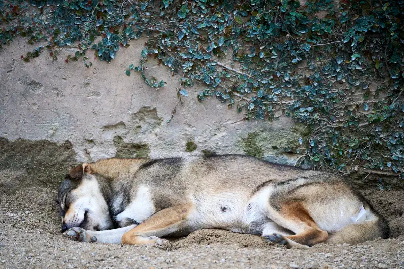 Sweet Dreams