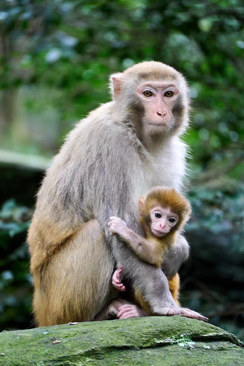 Monkeys