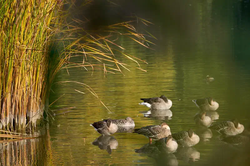 Ducks