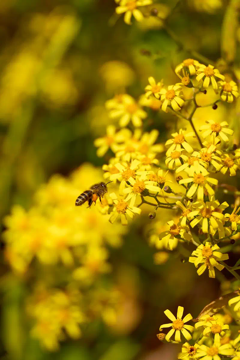Flowers & Bee